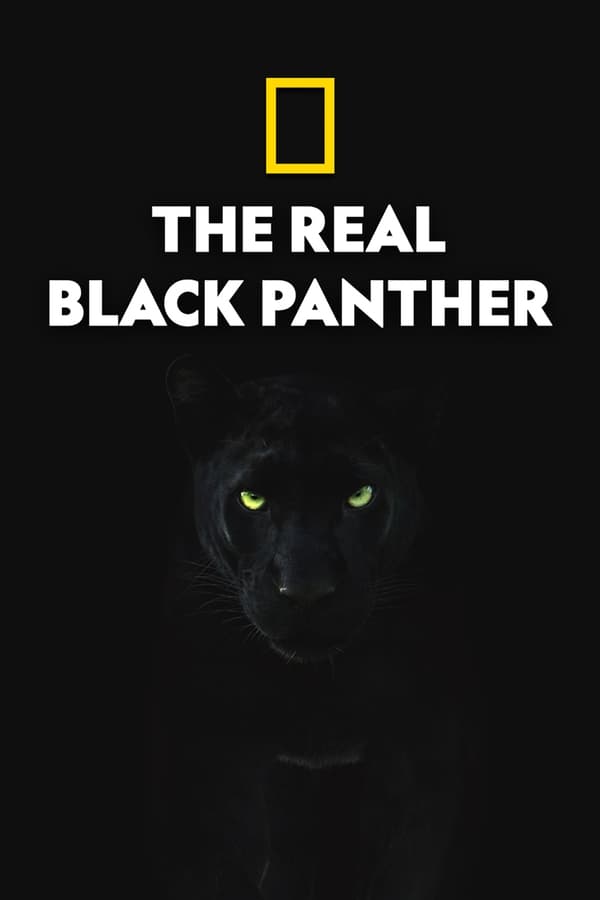 Zerone IPTV Pro EN - The Real Black Panther  (2020)