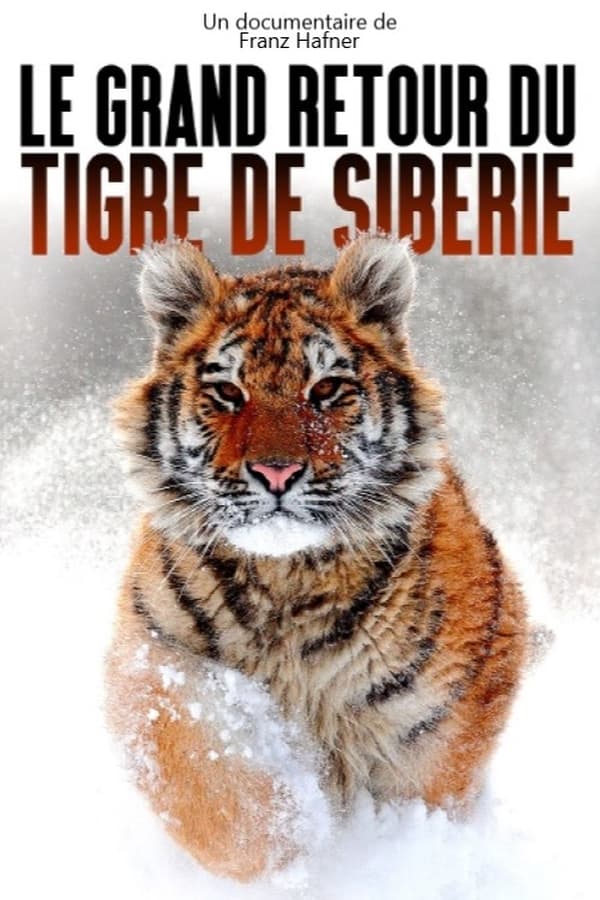 Zerone IPTV Pro FR - Le grand retour du tigre de Sibérie  (2021)